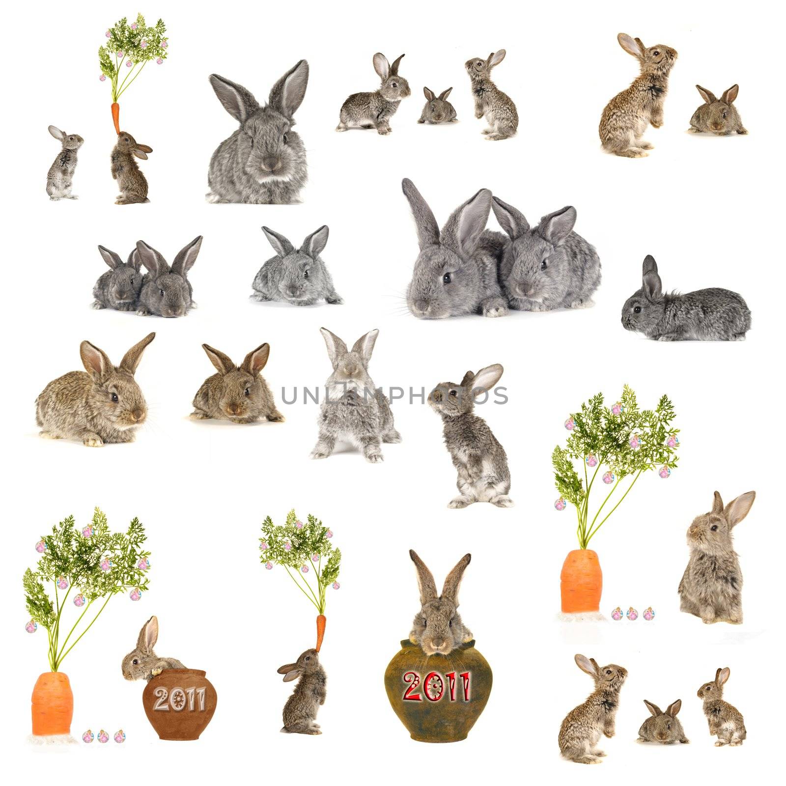 grey rabbit �n a white background