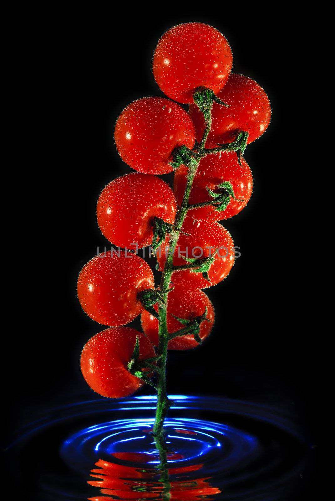 Branch of tomato in the water isolated over black background