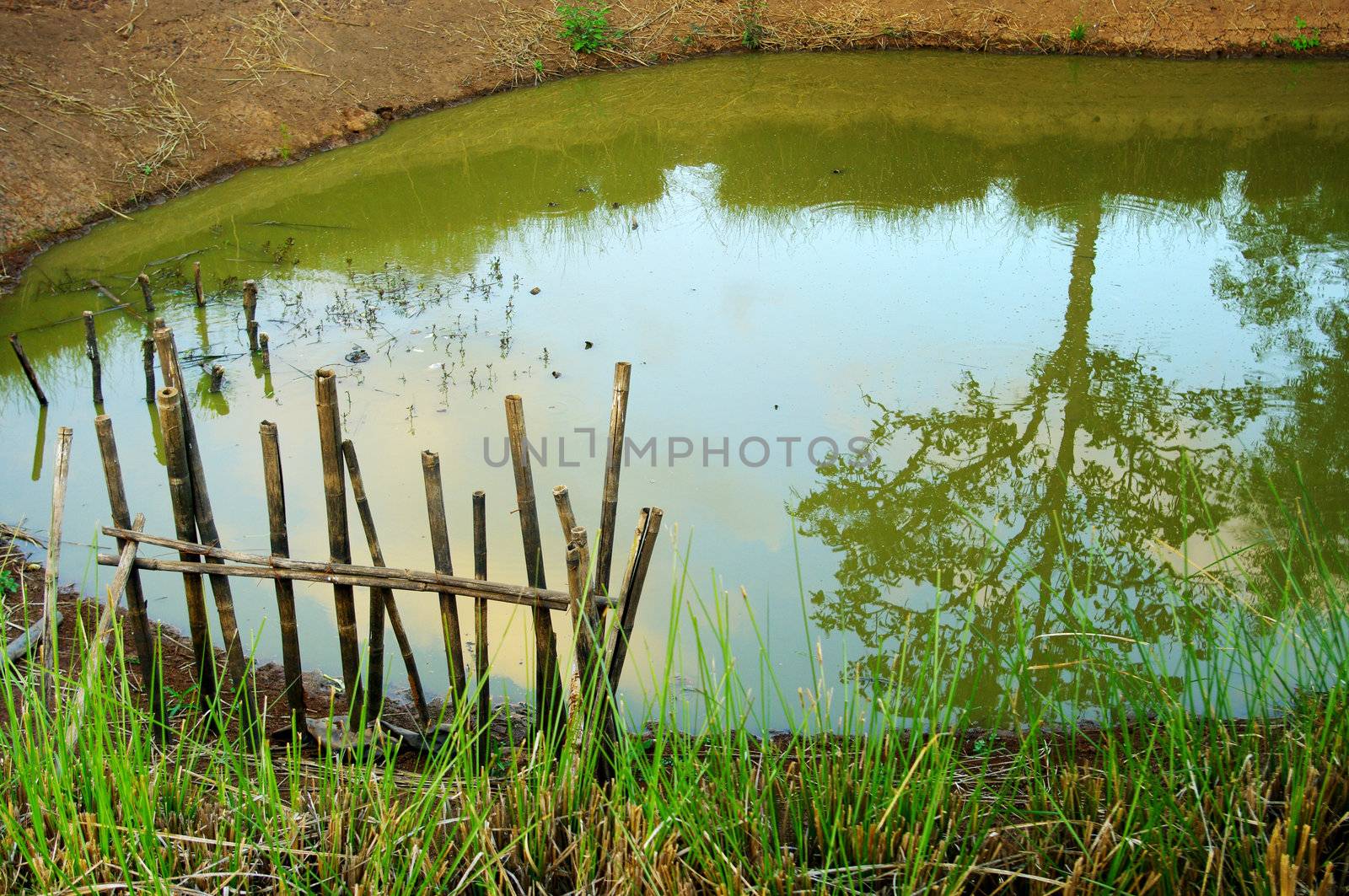 Pool in the countryside with tree reflect background