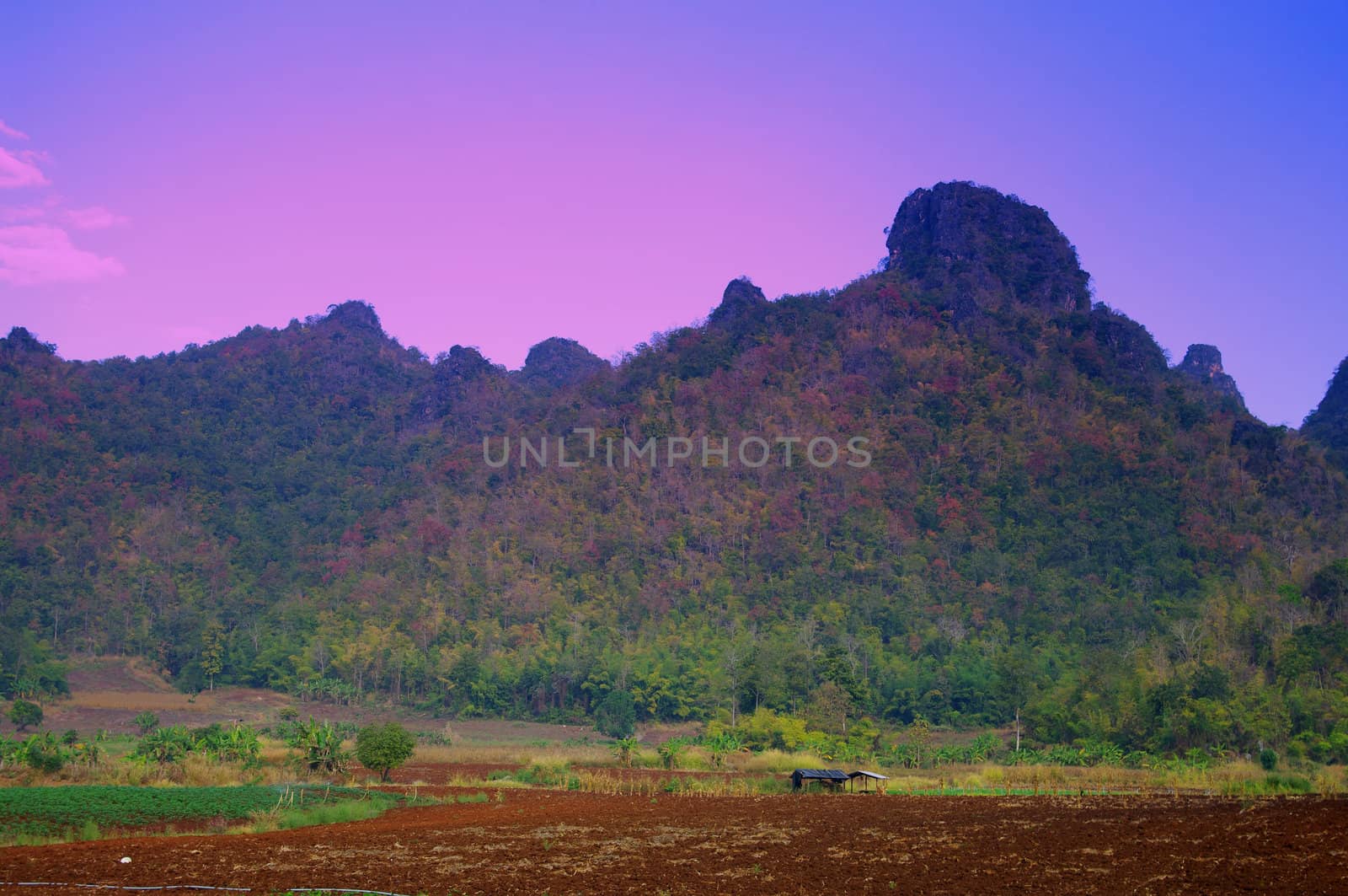 Agriculture landscape, Hut in the land for farm with mountain and twilight sky background