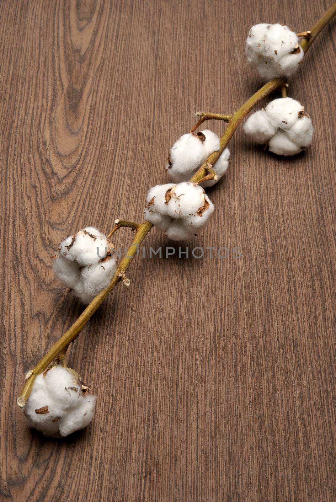 Cotton plant on a wooden background
