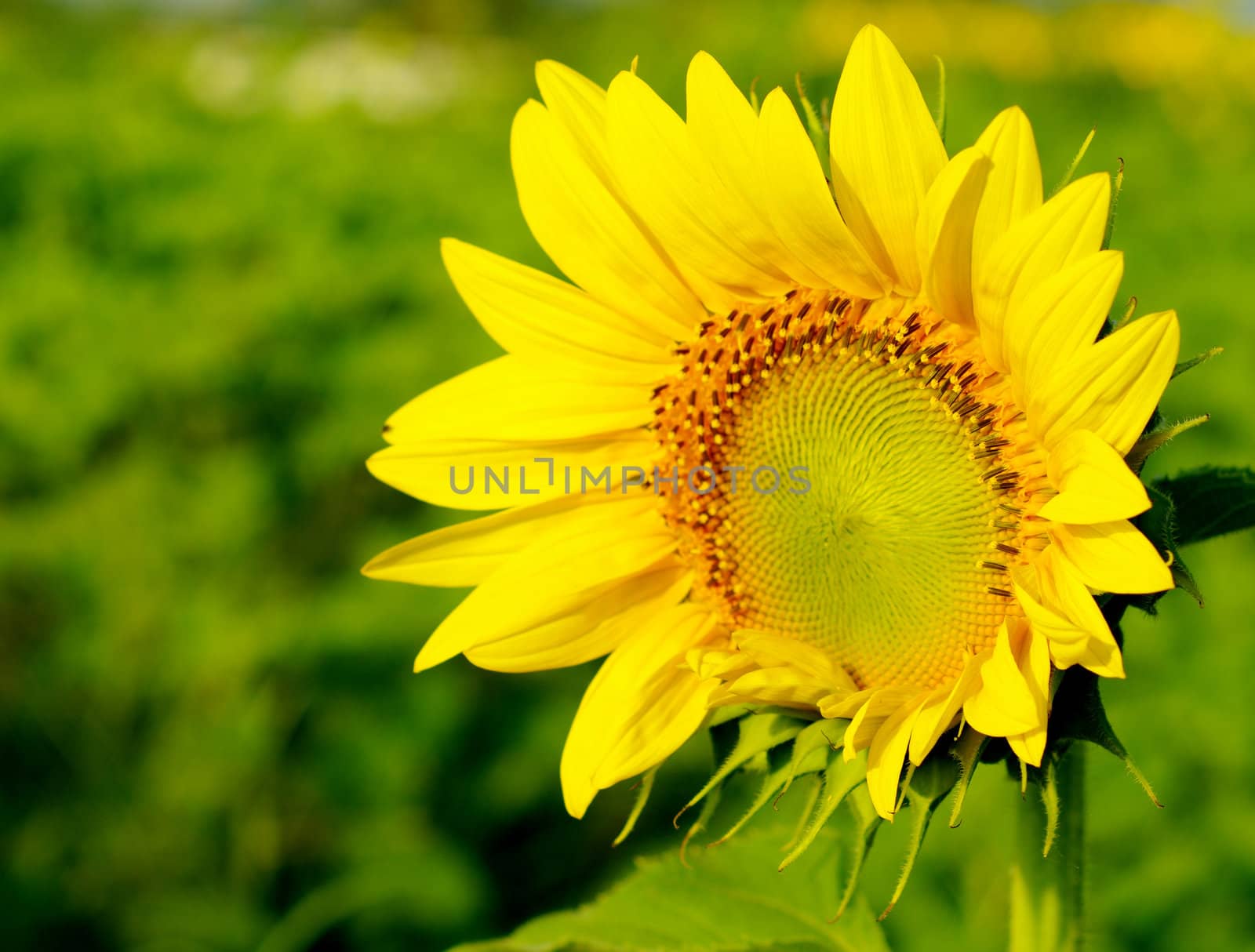 Sunflower in the farm