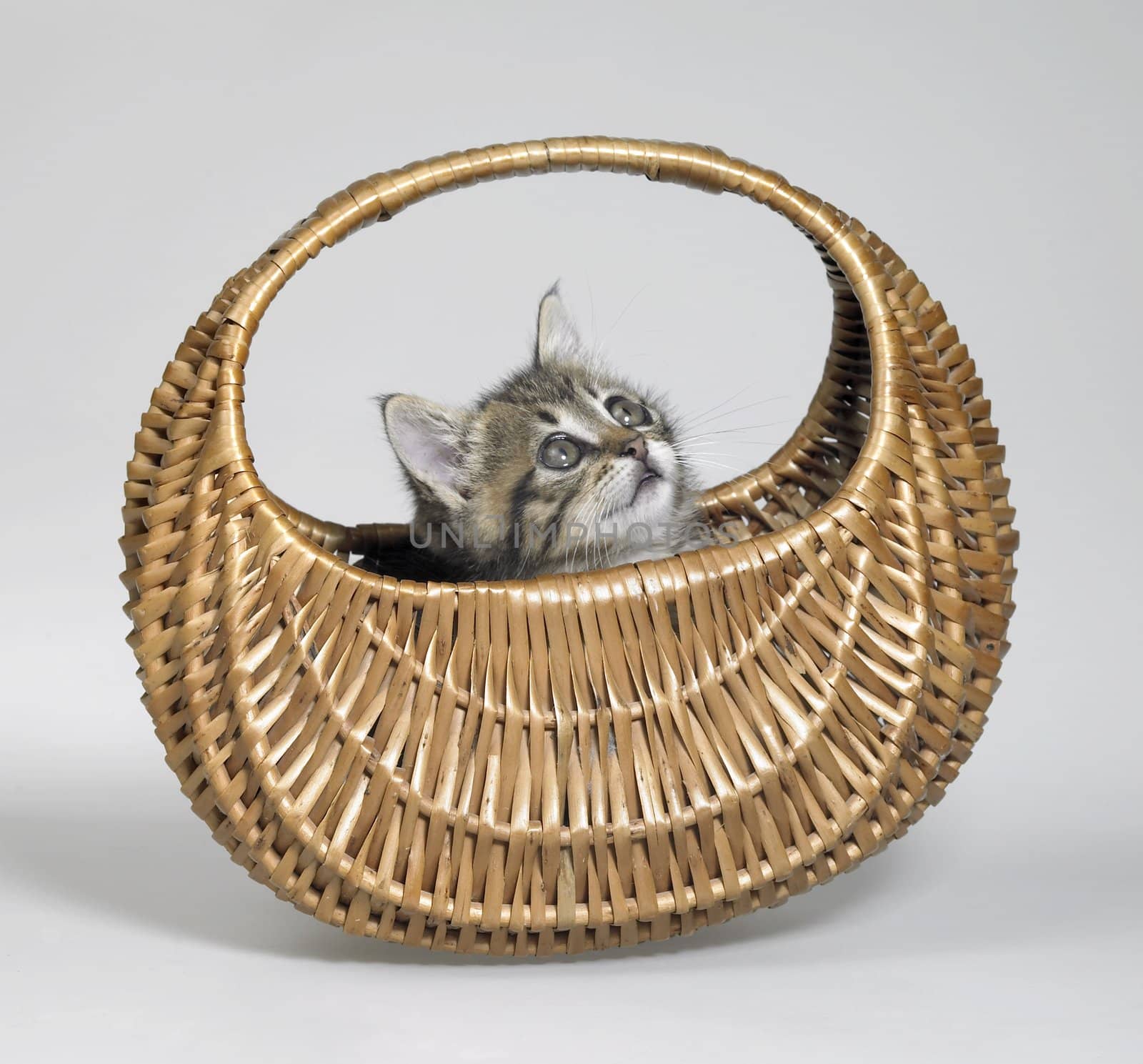kitten looking up in basket by gewoldi