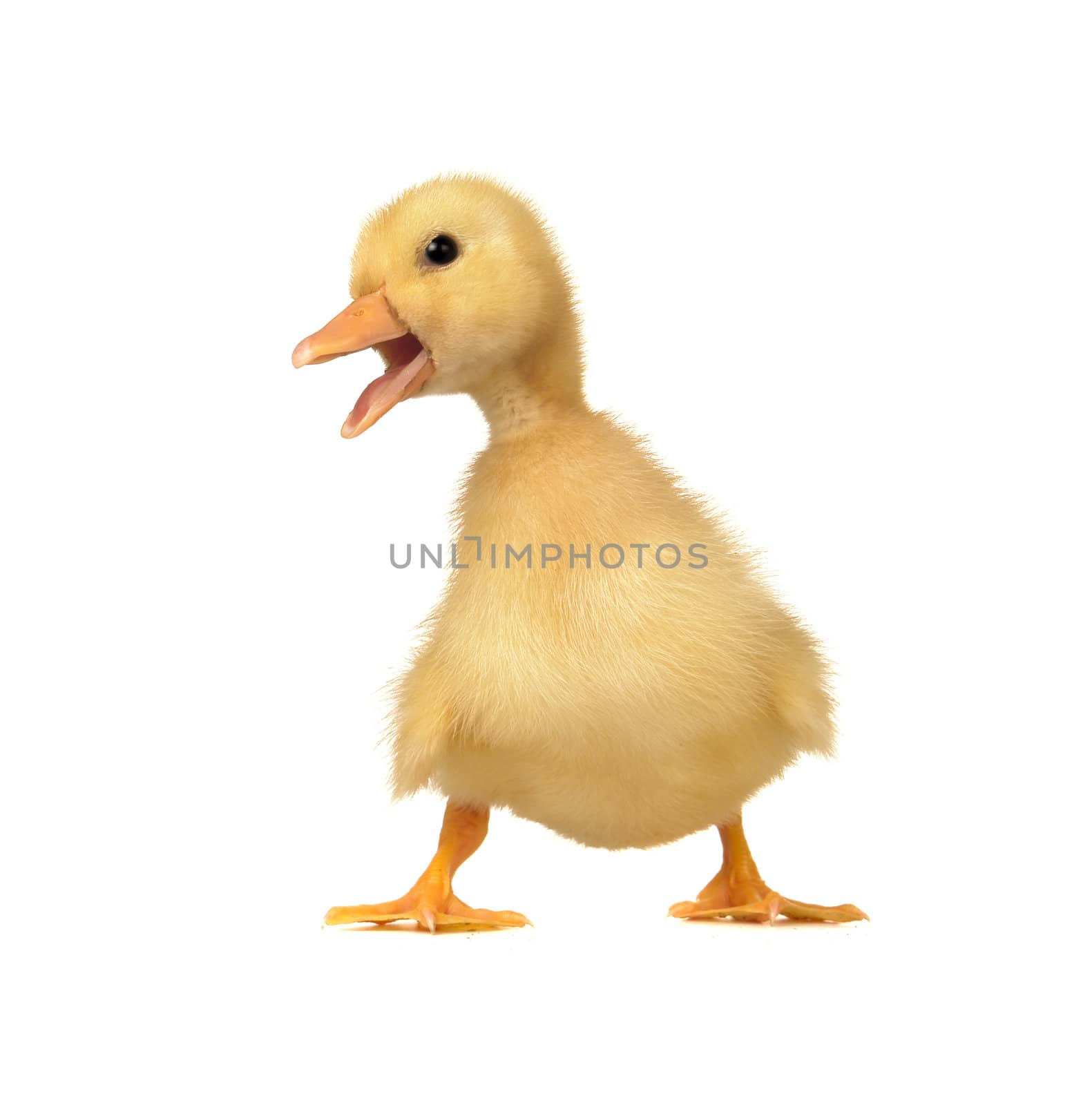 duck on a white background