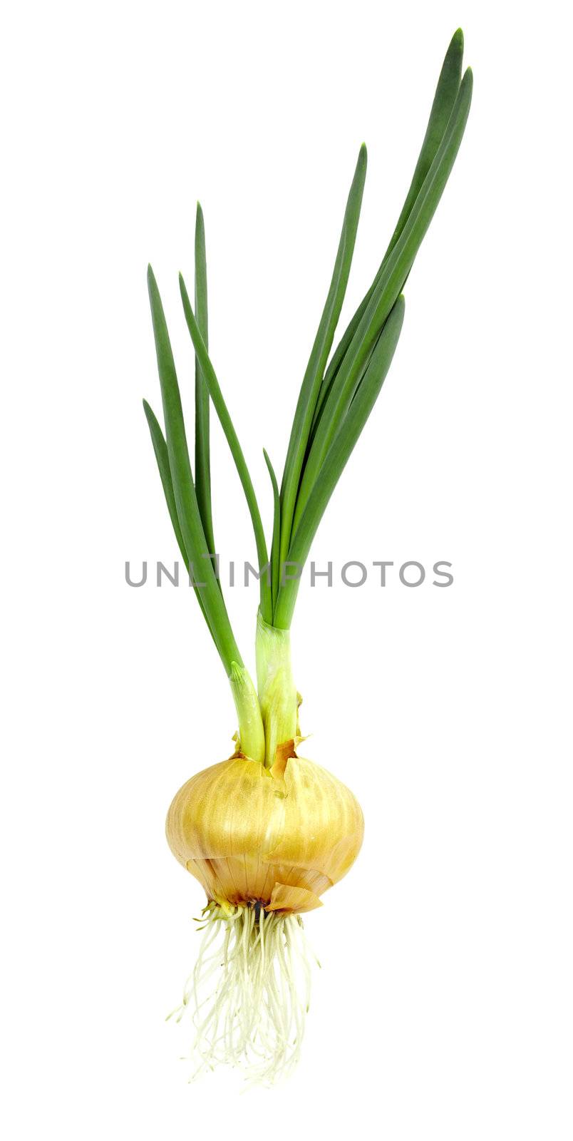 Onion roots and gave the green sprout