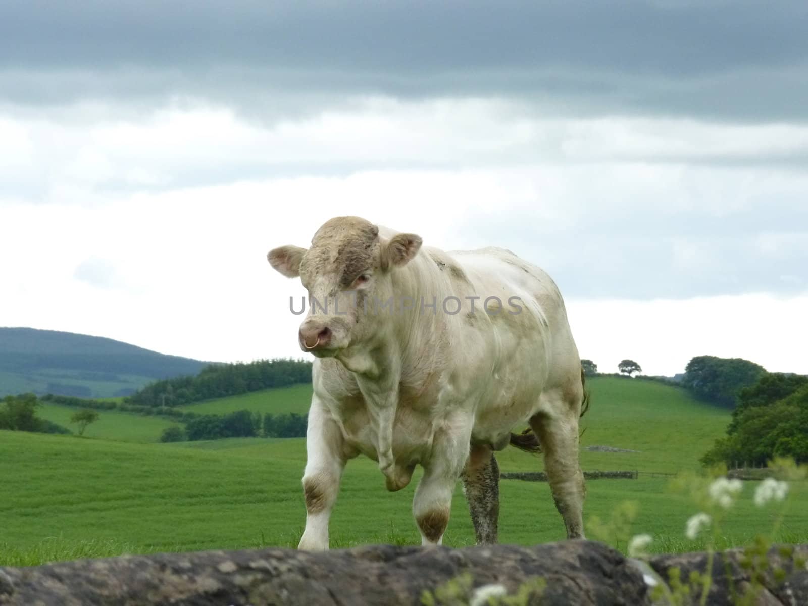 Bull