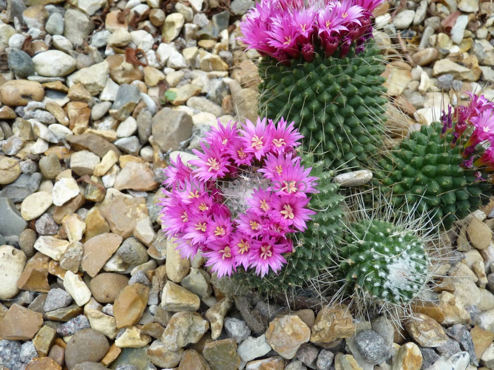 cactus in flower