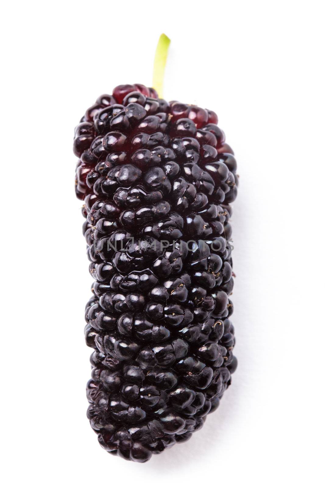 Mulberry berry close up on white background