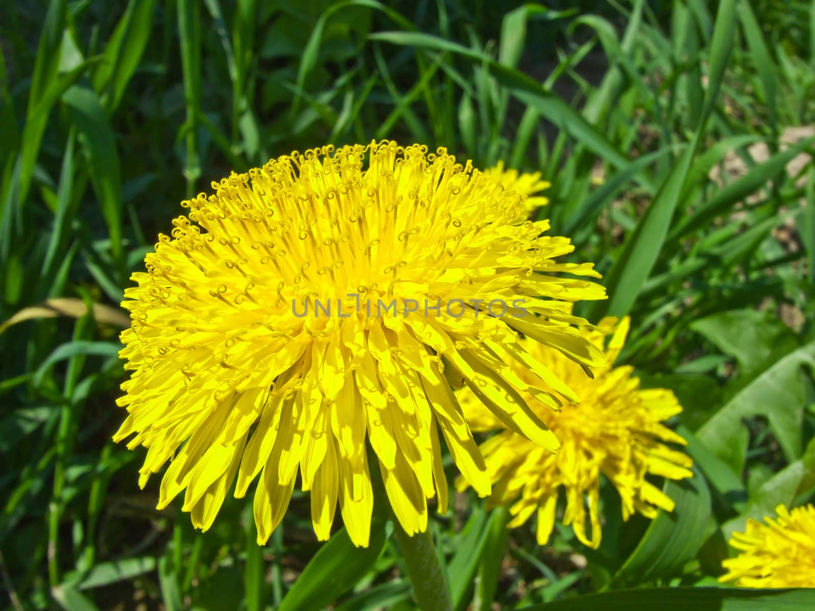 A flower of a dandelion in a field close-up