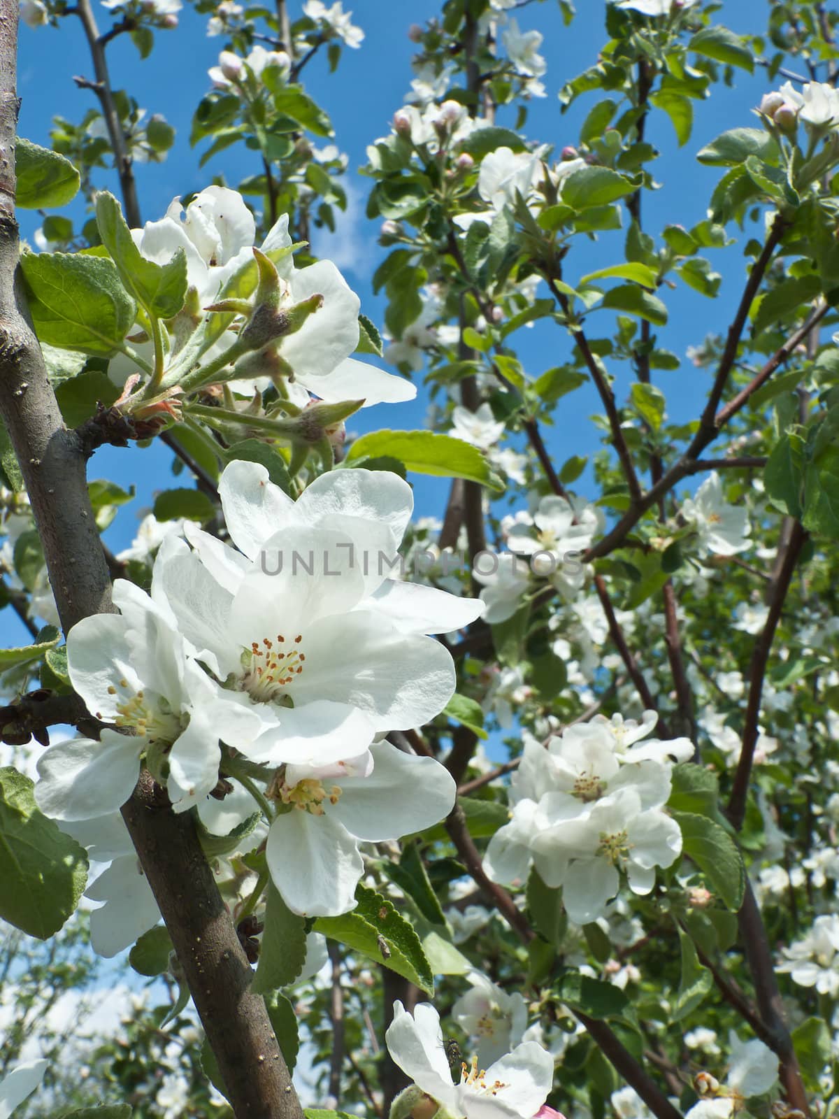 Blooming apple tree against the blue sky