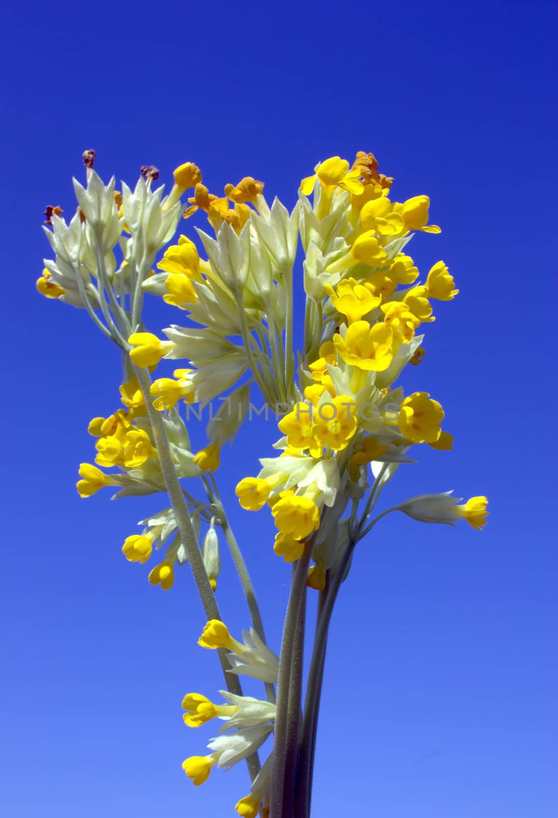 Yellow flowers over blue sky by sergpet