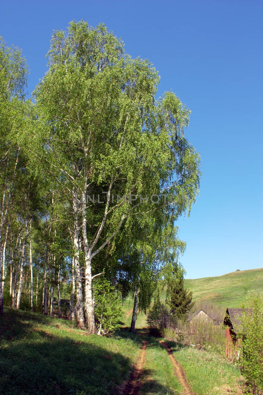 Summer landscape with birch