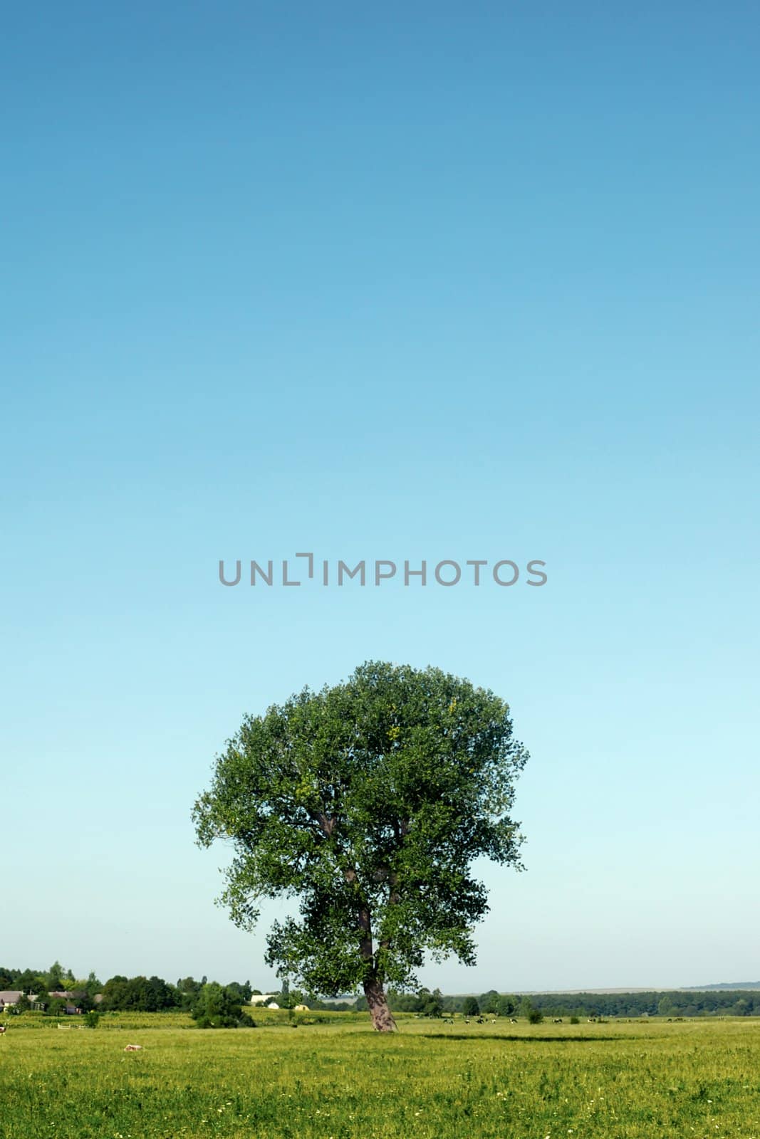 A lonely tree by velkol