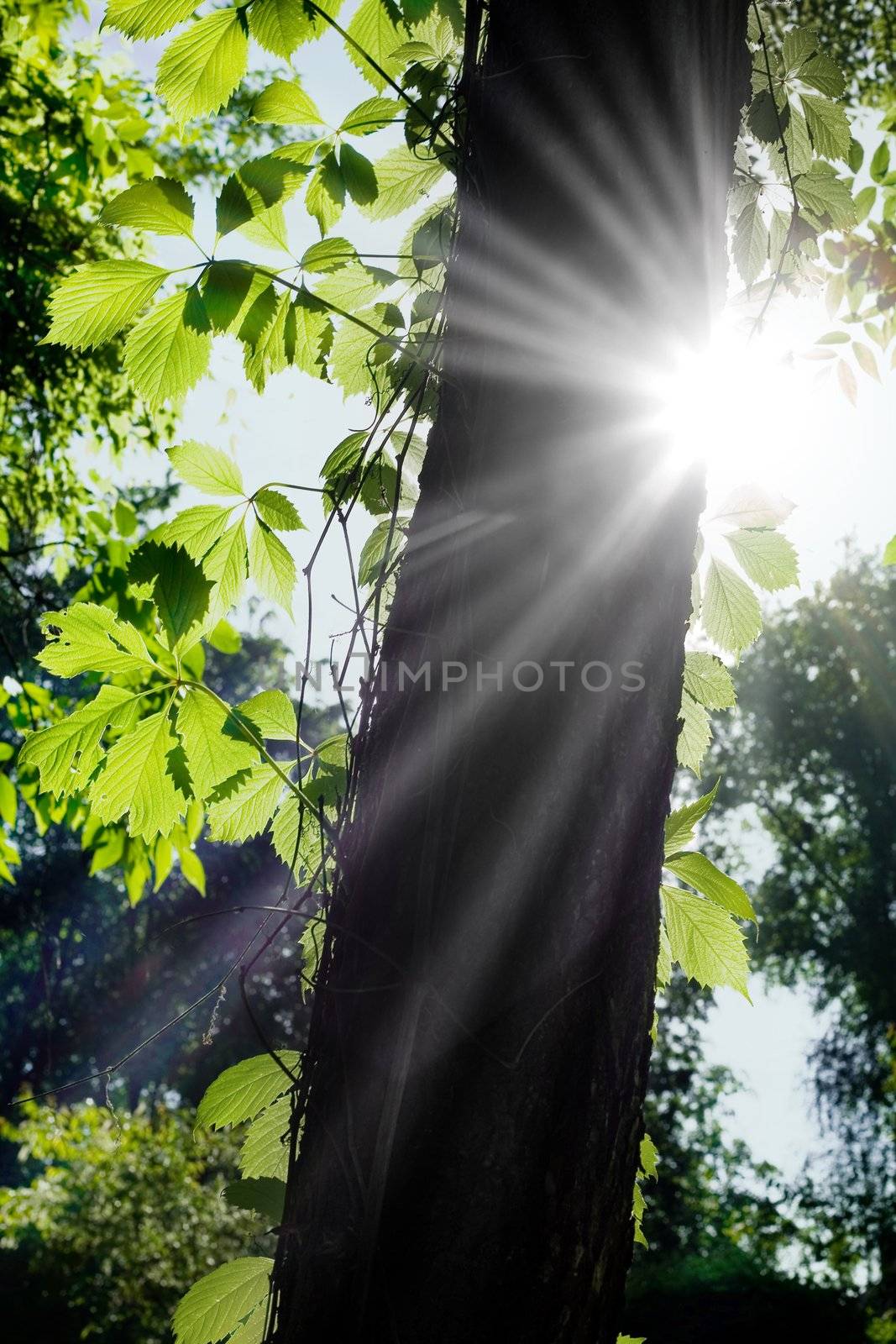 An image of sunlight in green forest