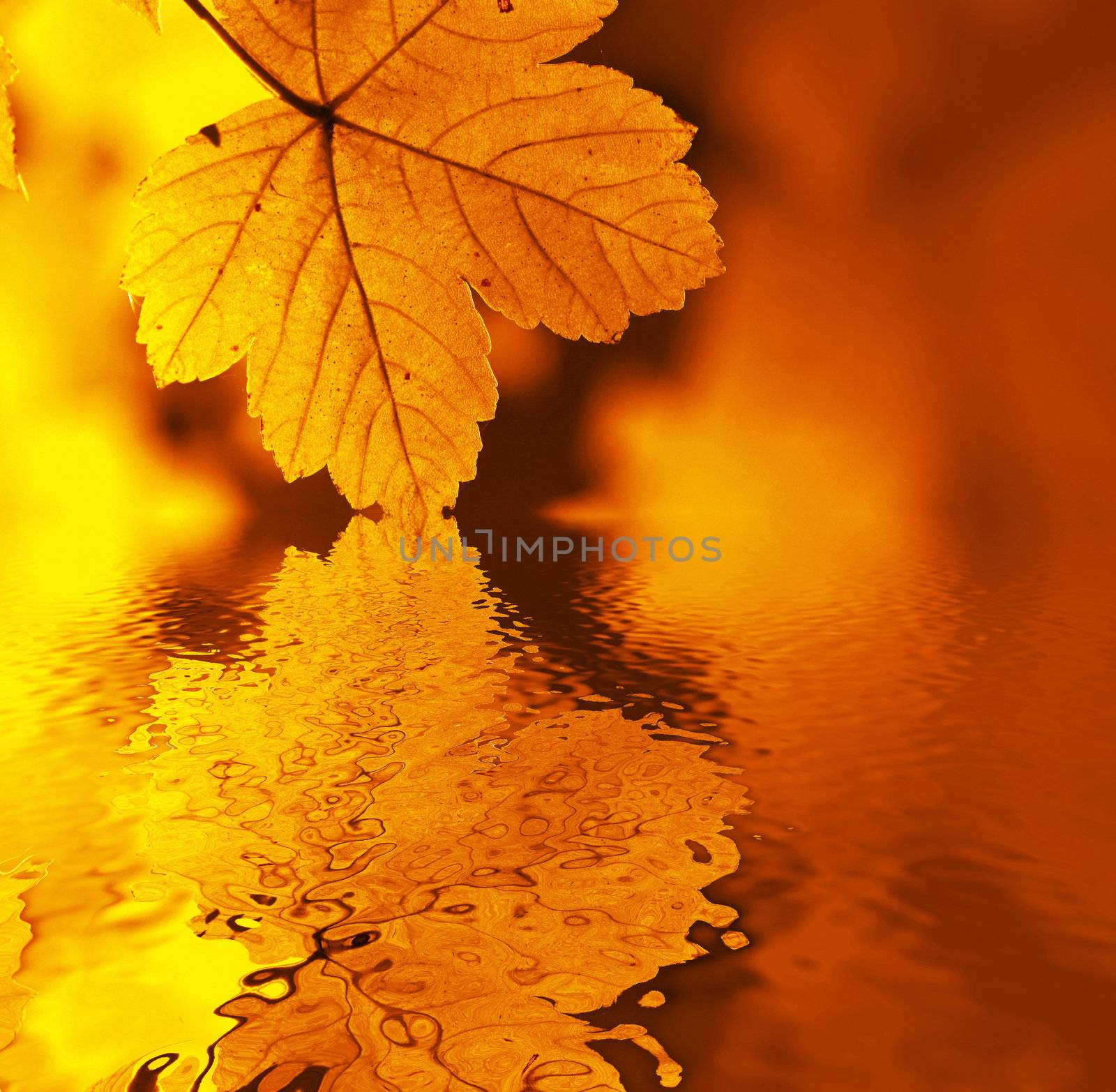 Beauty golden leaves by velkol