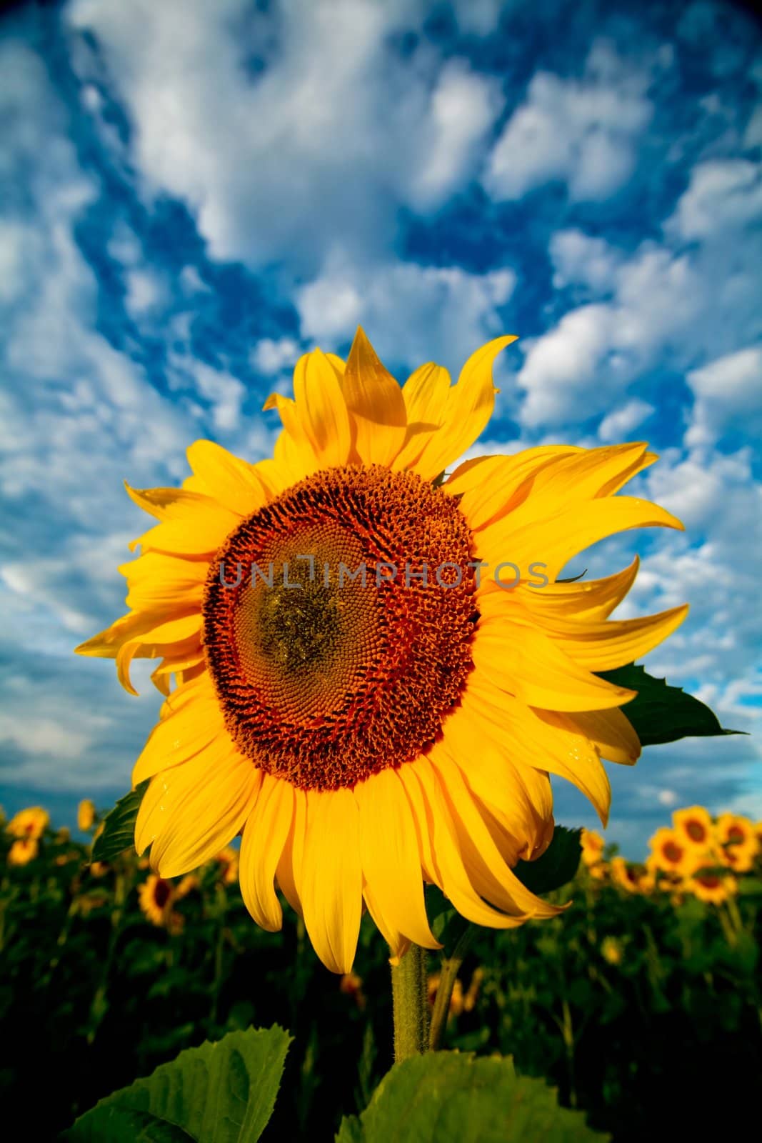 An image of sunflower on background of blue sky with white clouds