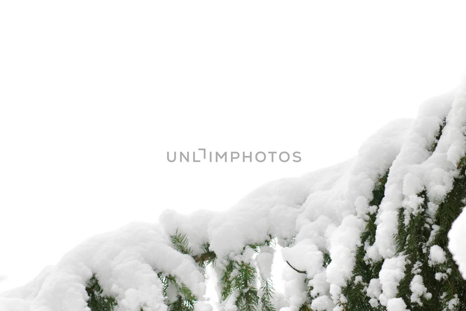 An image of cover of snow on the tree
