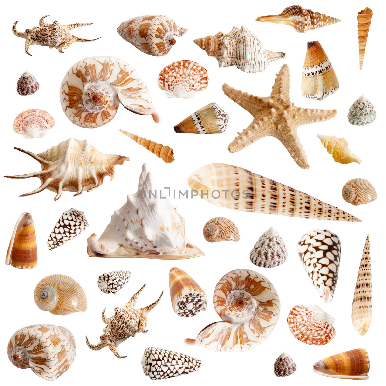 An image of  seashells on white background