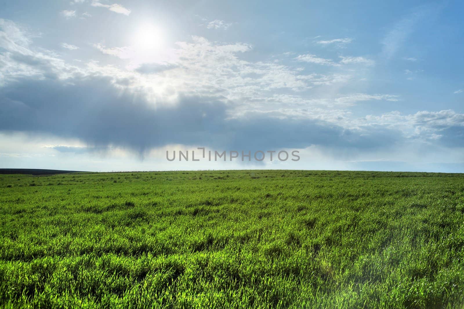 An image of green field and blue sky with clouds