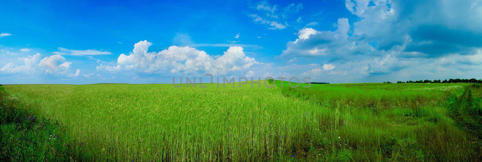 An image of a green field and blue sky
