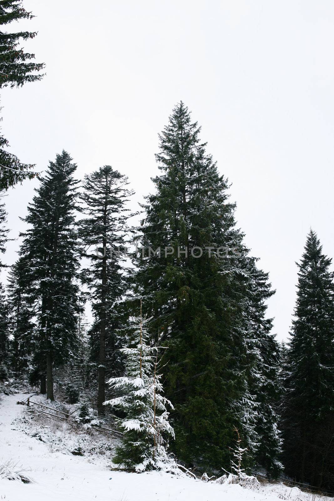 An image of high firtrees in winter forest