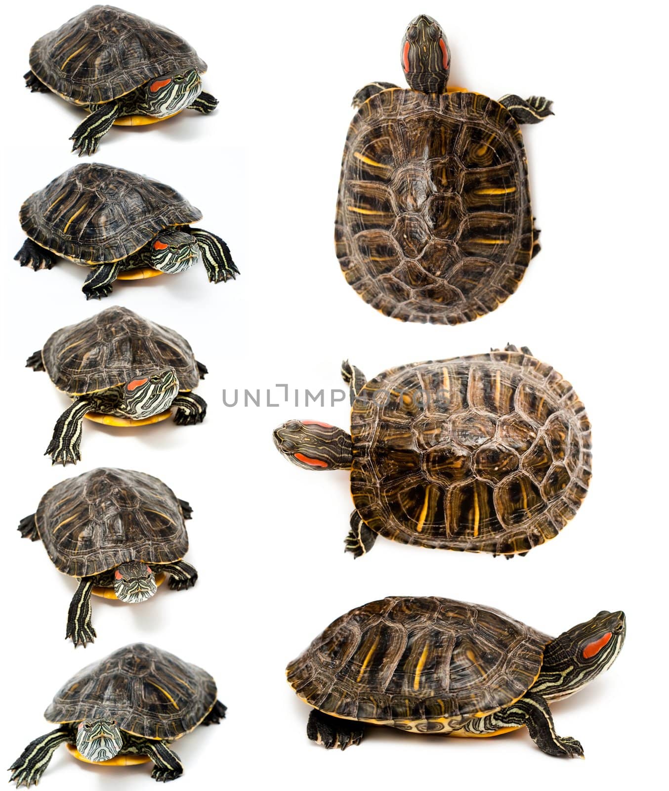 An image of Red Eared Slider Turtles on white background 