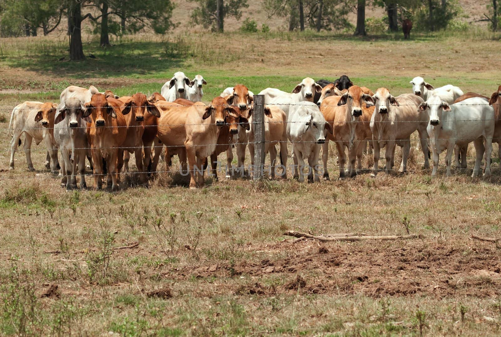  Brahman cow herd on ranch with foreground copyspace by sherj