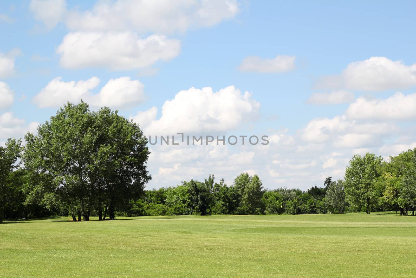 green lawn and tree summer landscape