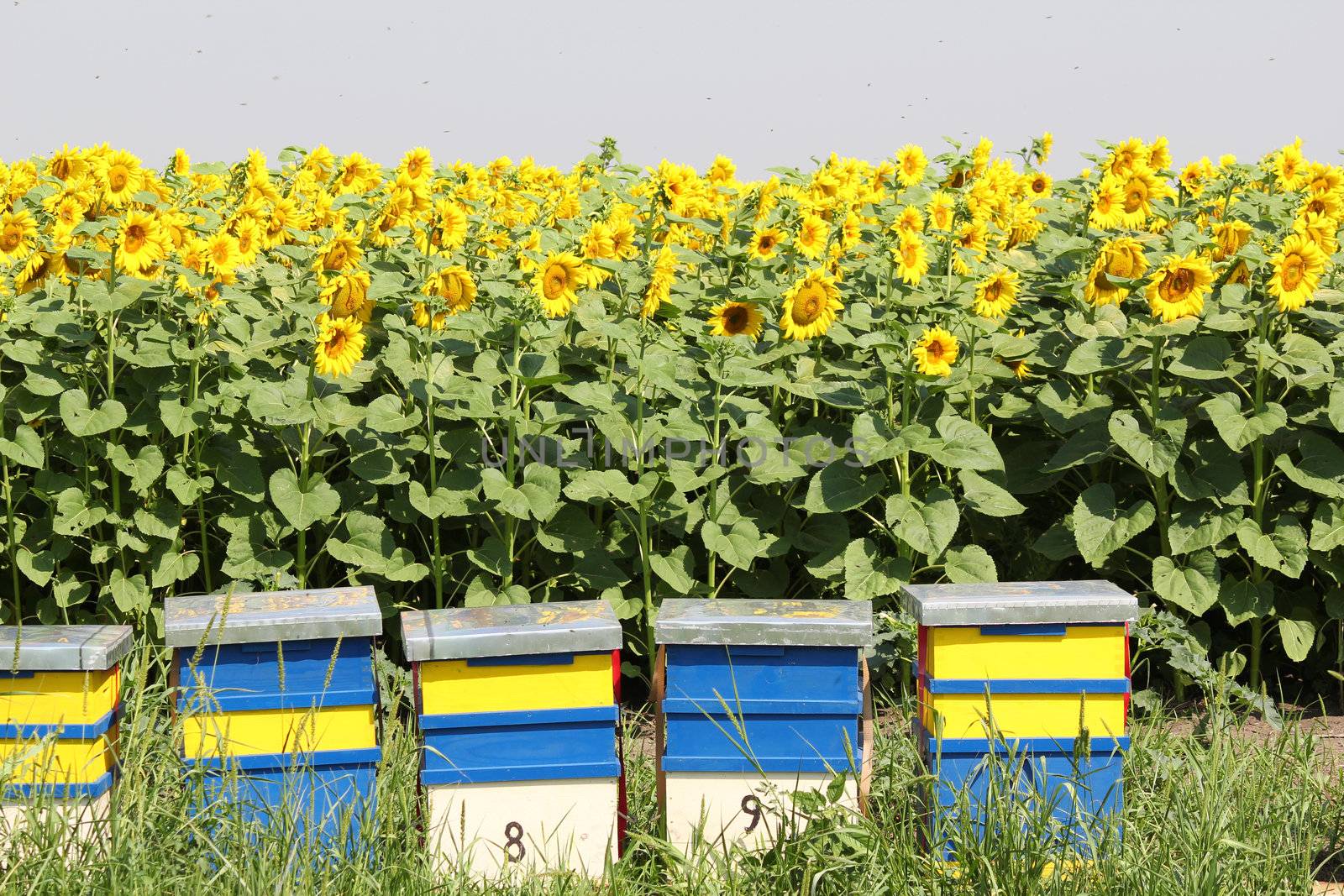 bee hive and sunflowers field