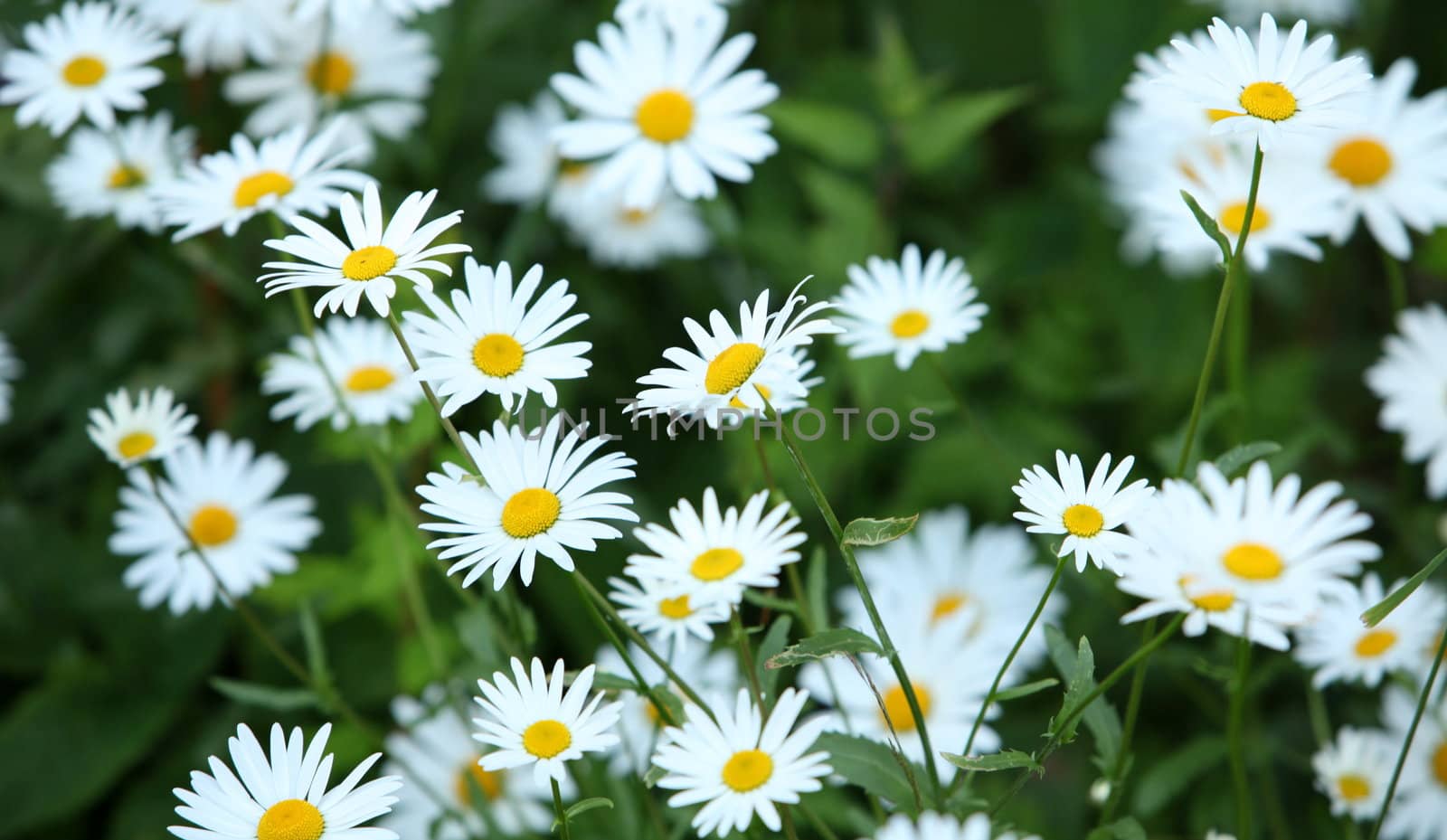 Wild daisies growing in a green field