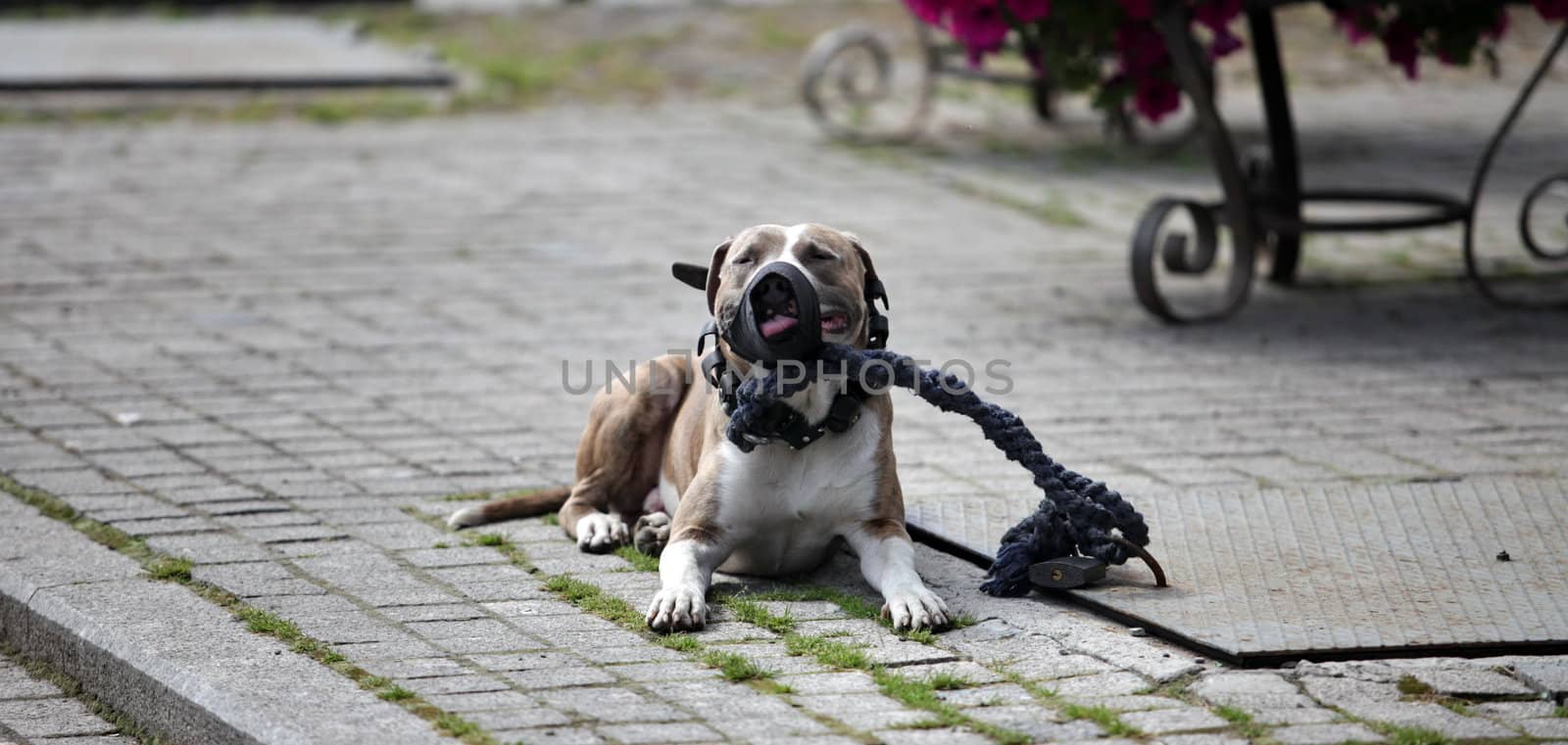 pit bull in the muzzle and on leash  close-up