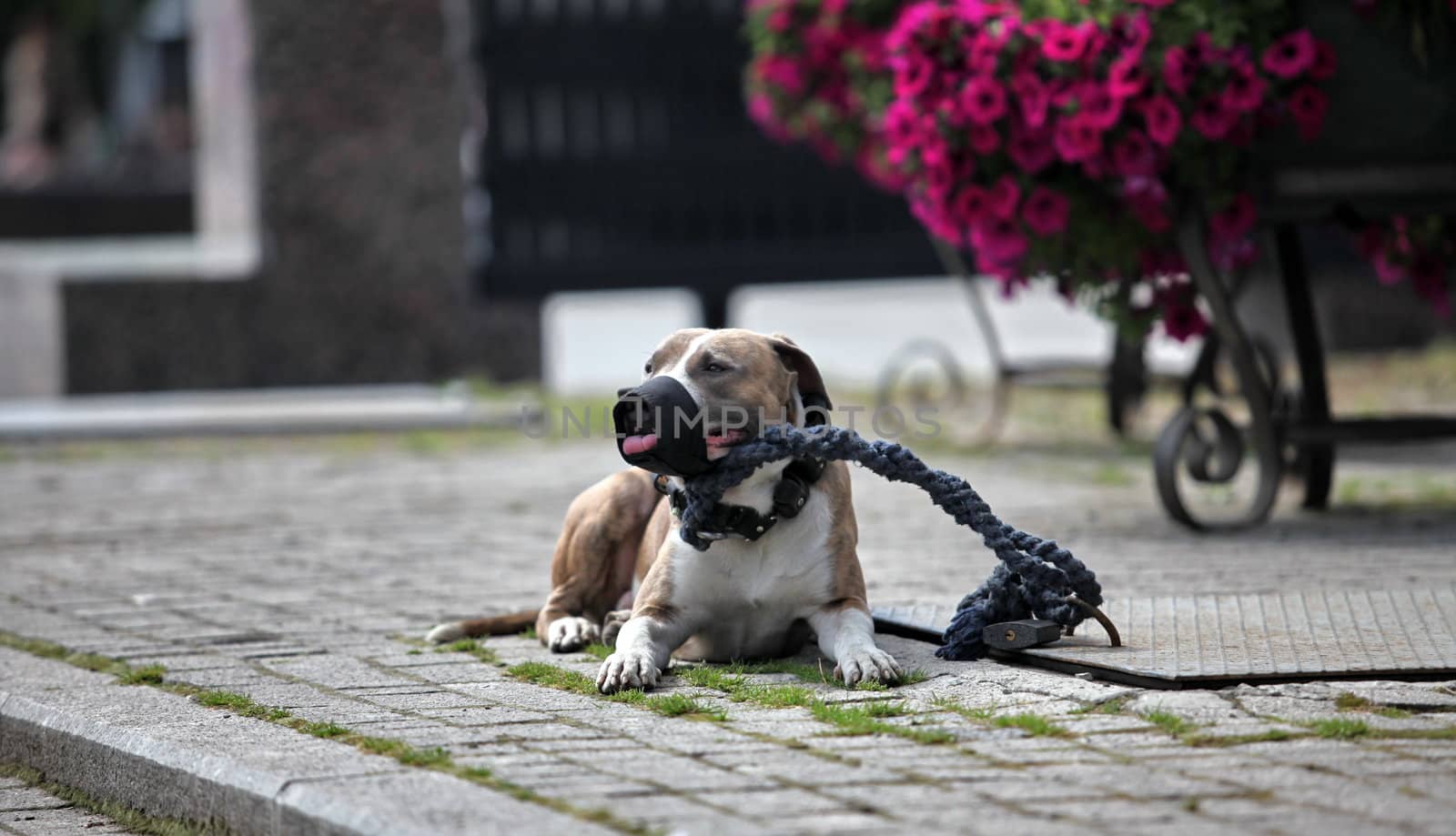 pit bull in the muzzle and on leash  close-up