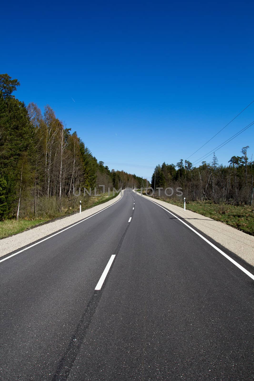 country road through the forest in sunny summer day