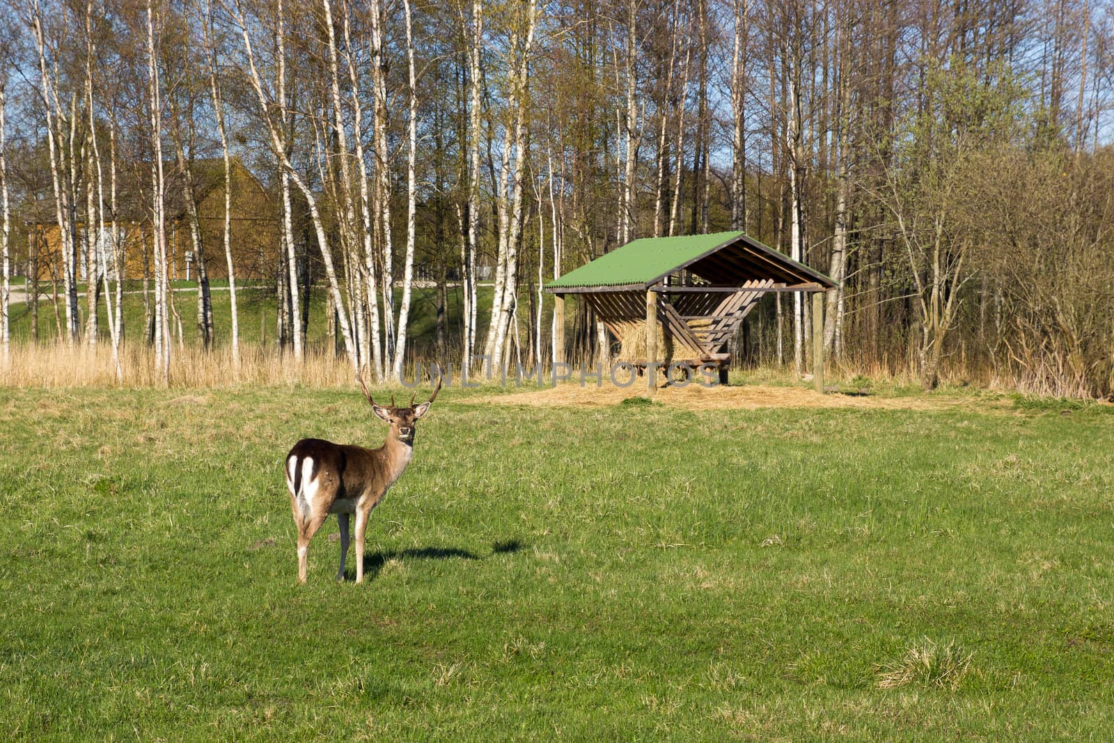 Young deer near animals feeder  in the park