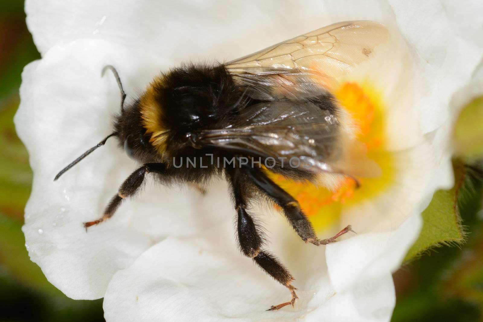 bumble bee on white flower