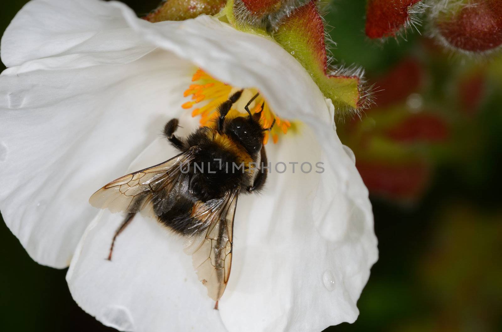 bee on flower by pauws99