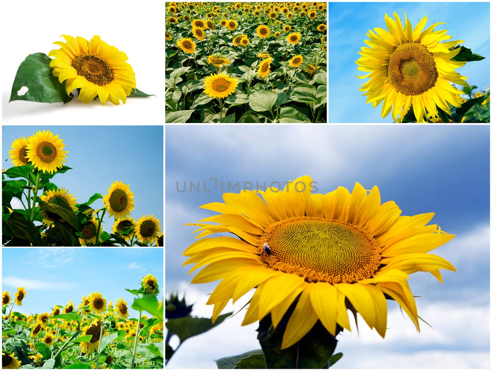 Bright sunflowers against the blue sky in summer day by Serp