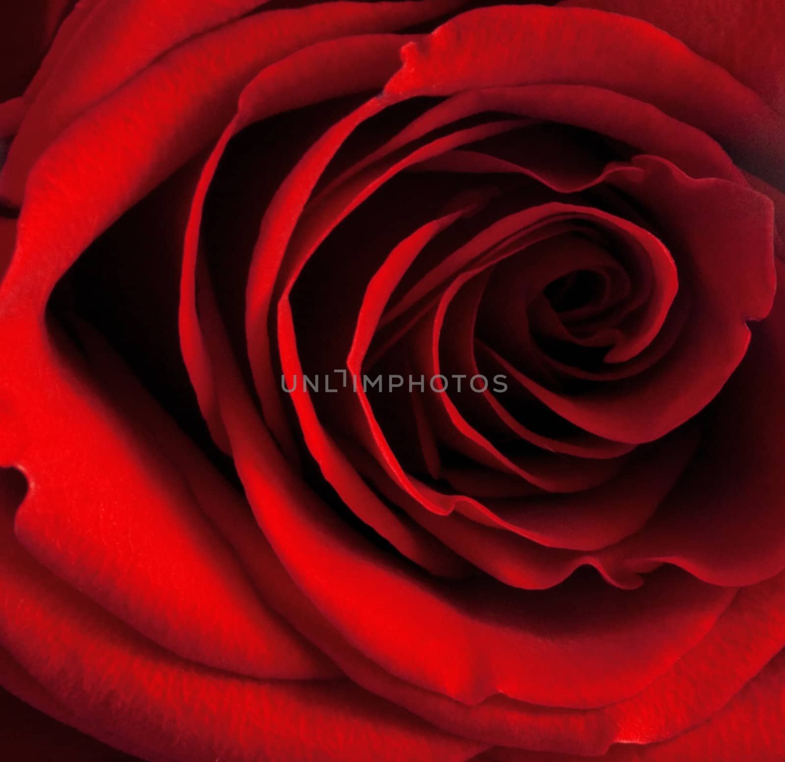Red rose as a natural and holidays background by Serp