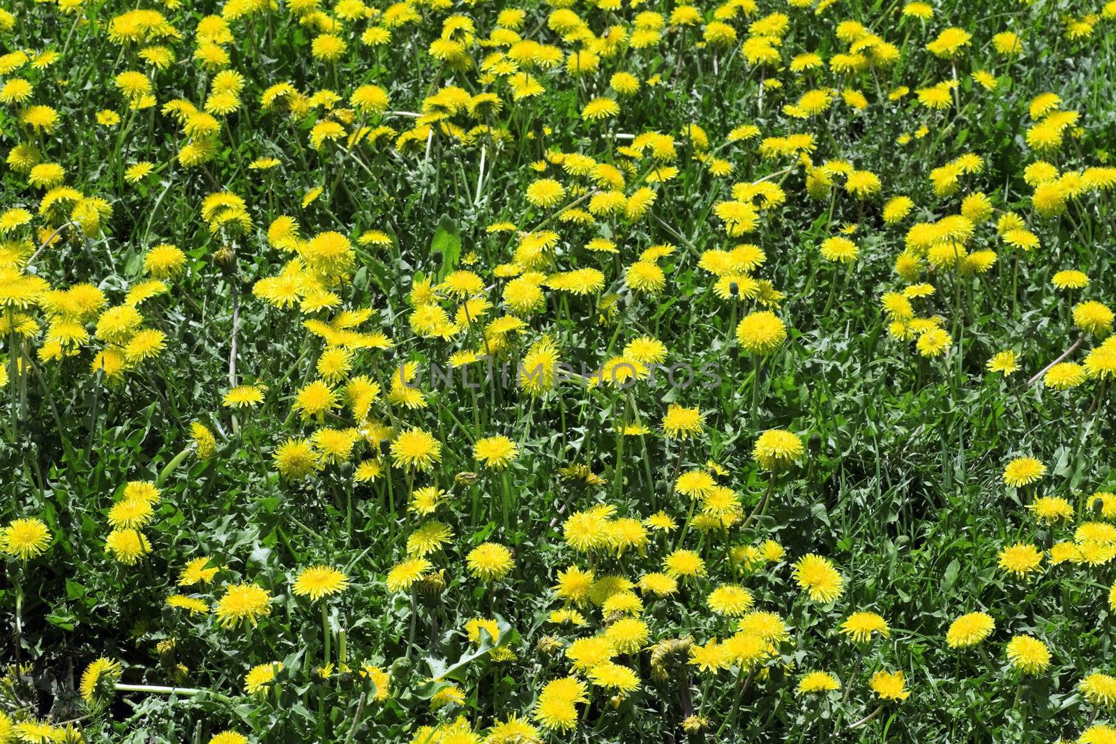 bright greens and yellow flowers of a dandelion in summer day