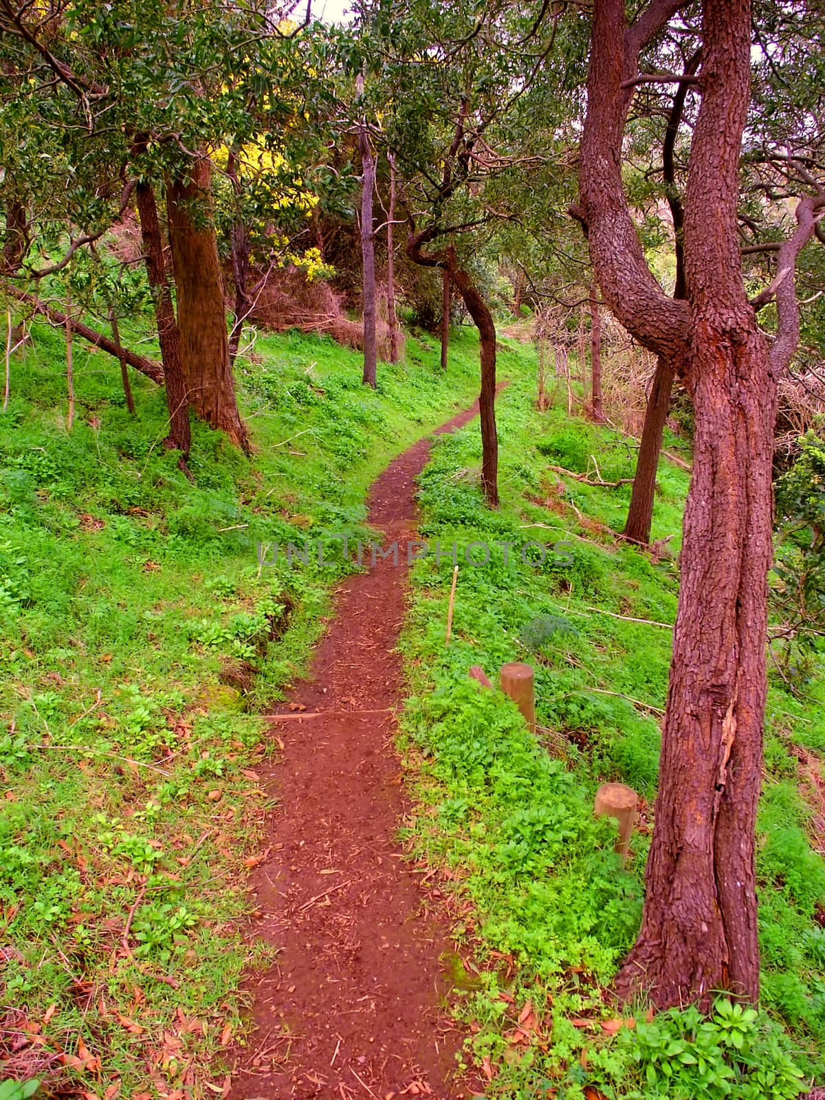 Narrow hiking trail through the dense plant growth at Tower Hill State Game Reserve in Victoria, Australia.