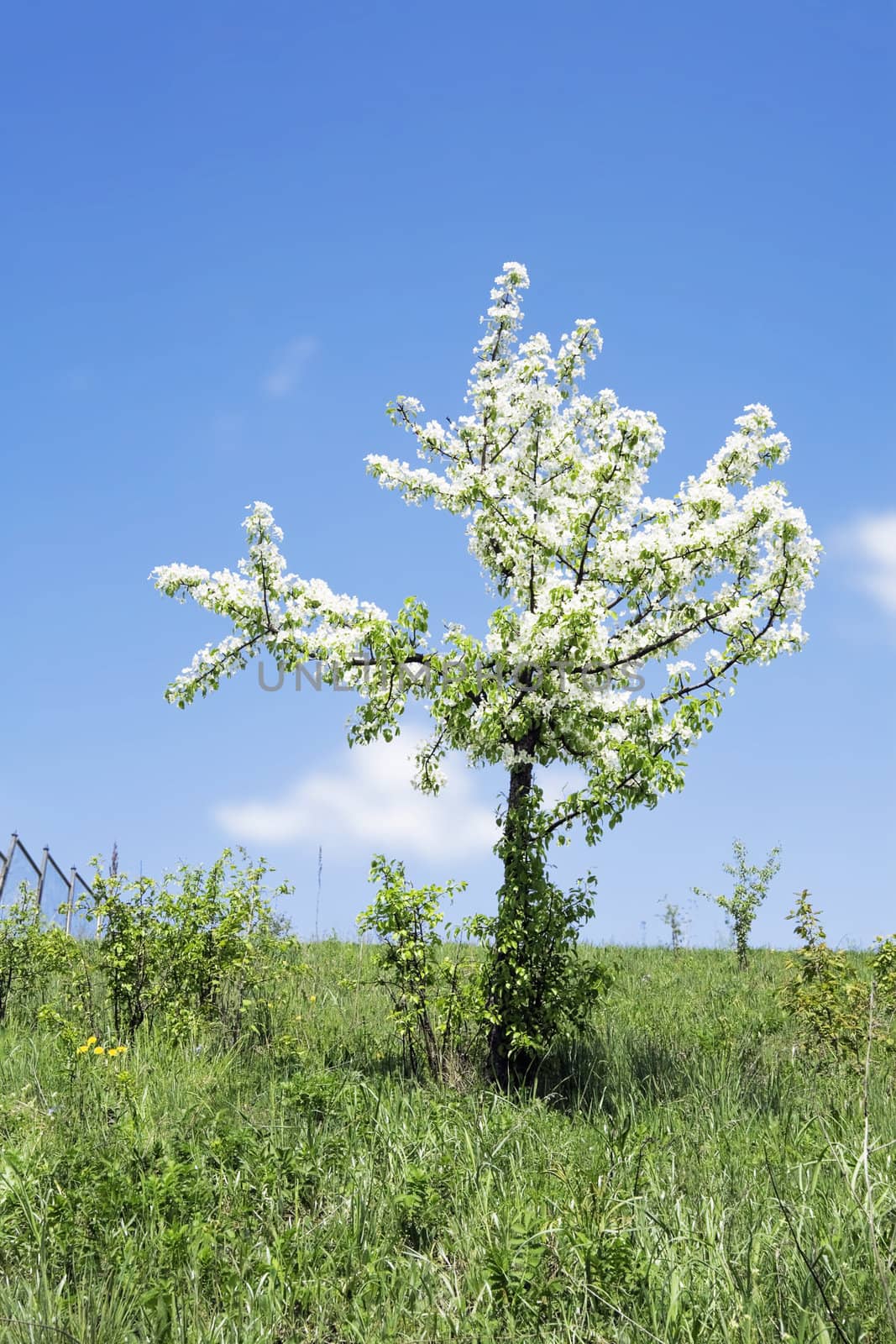 Lonely blossoming tree with white flowers during a spring season