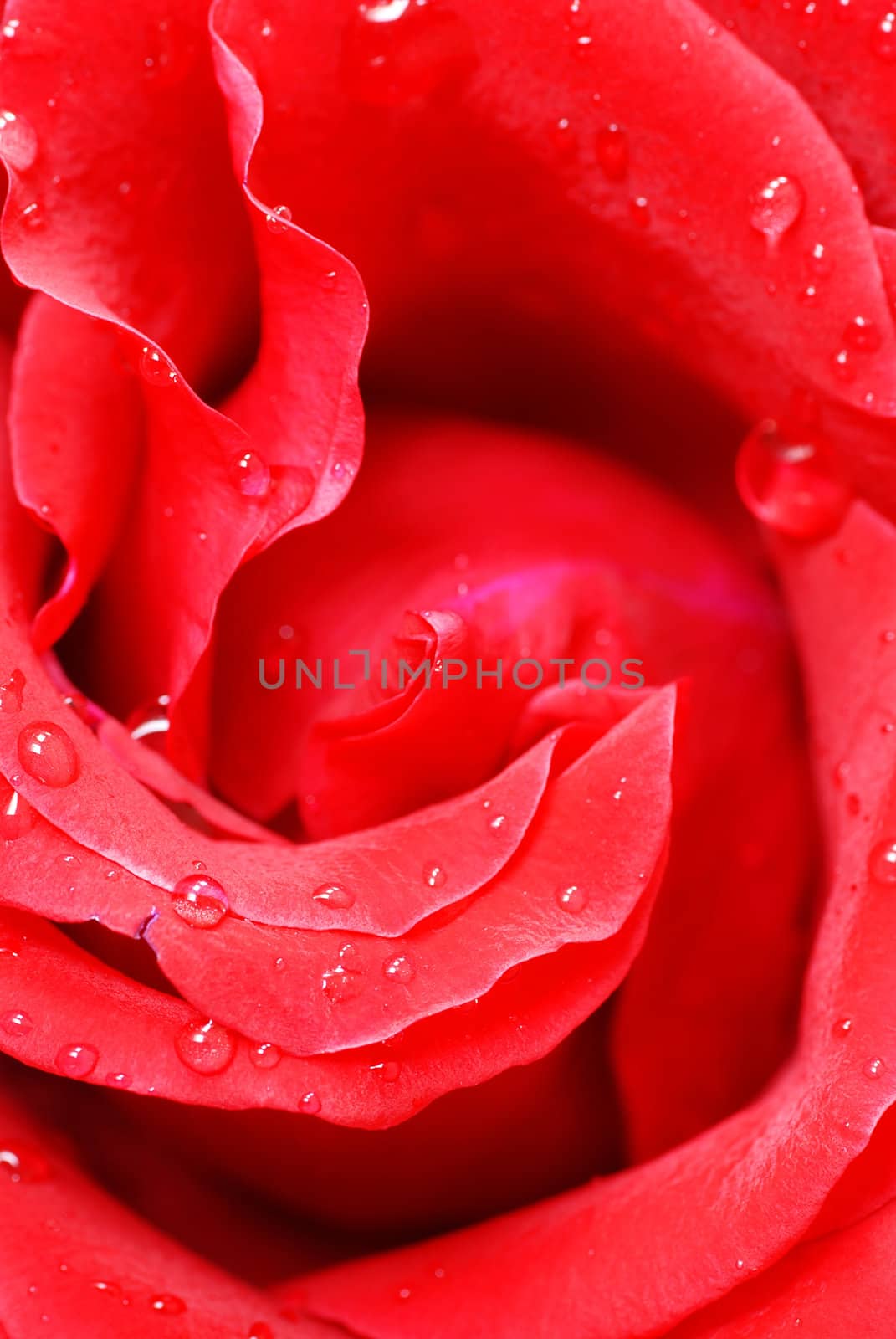 gorgeous blooming red rose flower closeup macro