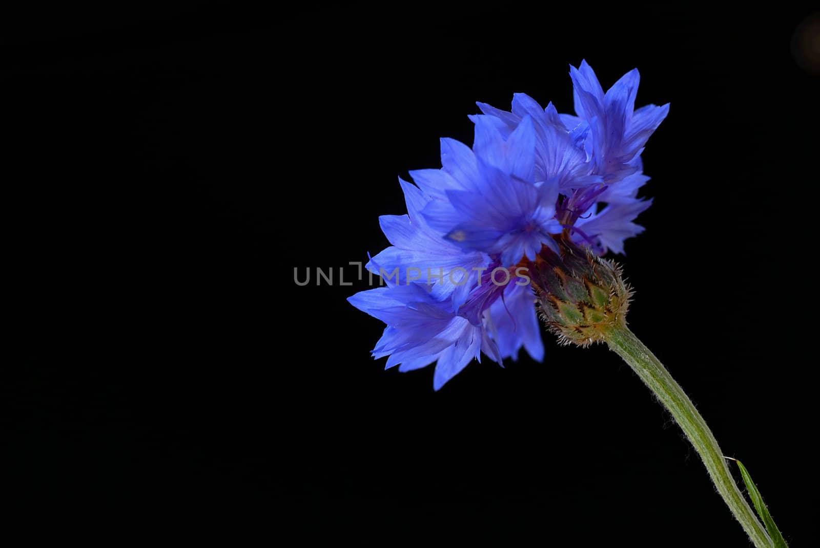 beautiful blooming blue cornflowers over black background