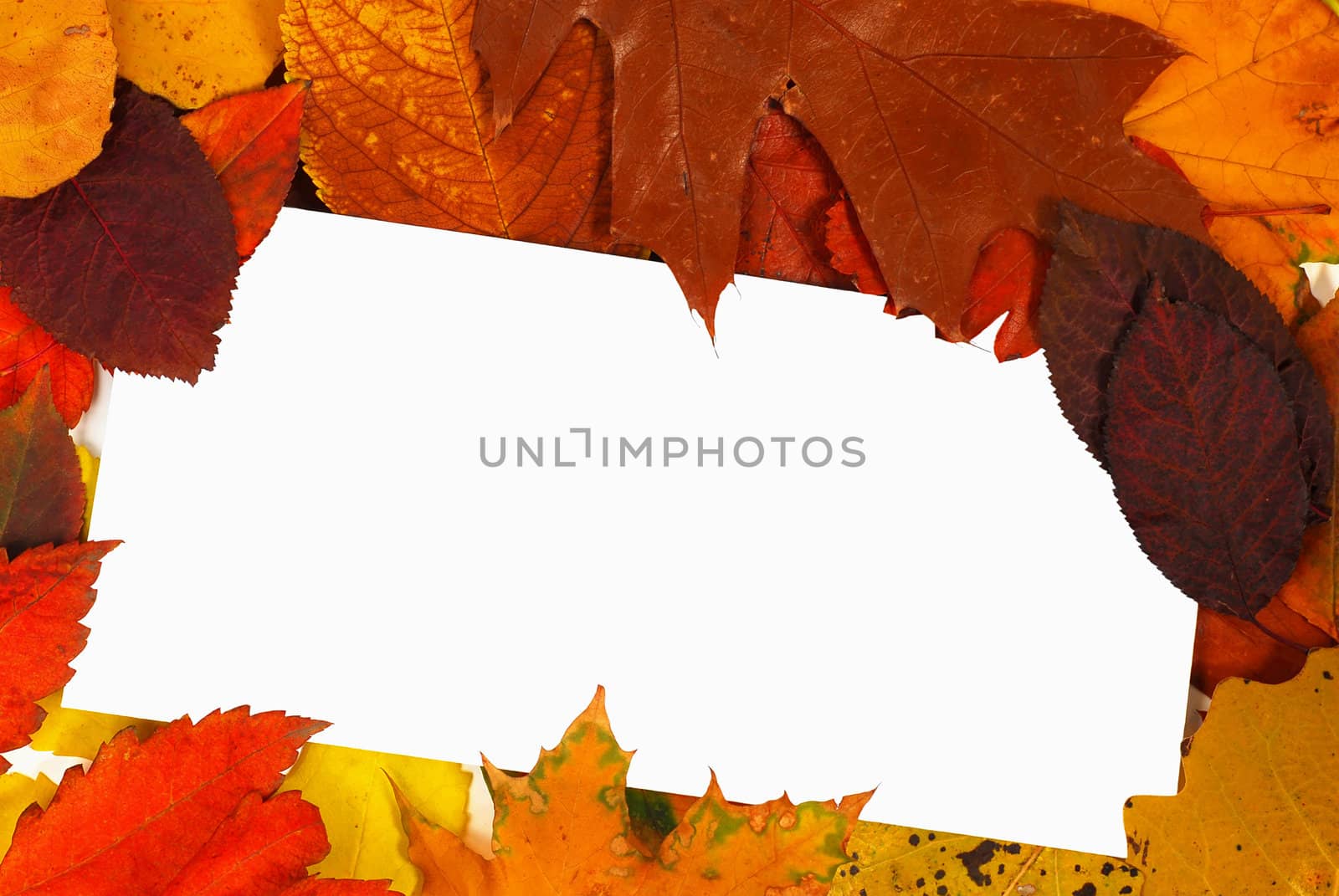 abstract blank card in frame of colorful autumn leaves
