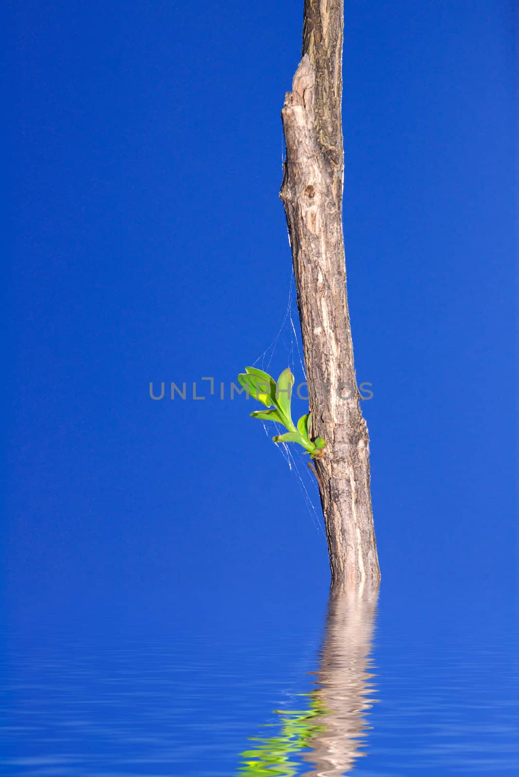 Dry branch with green leaves