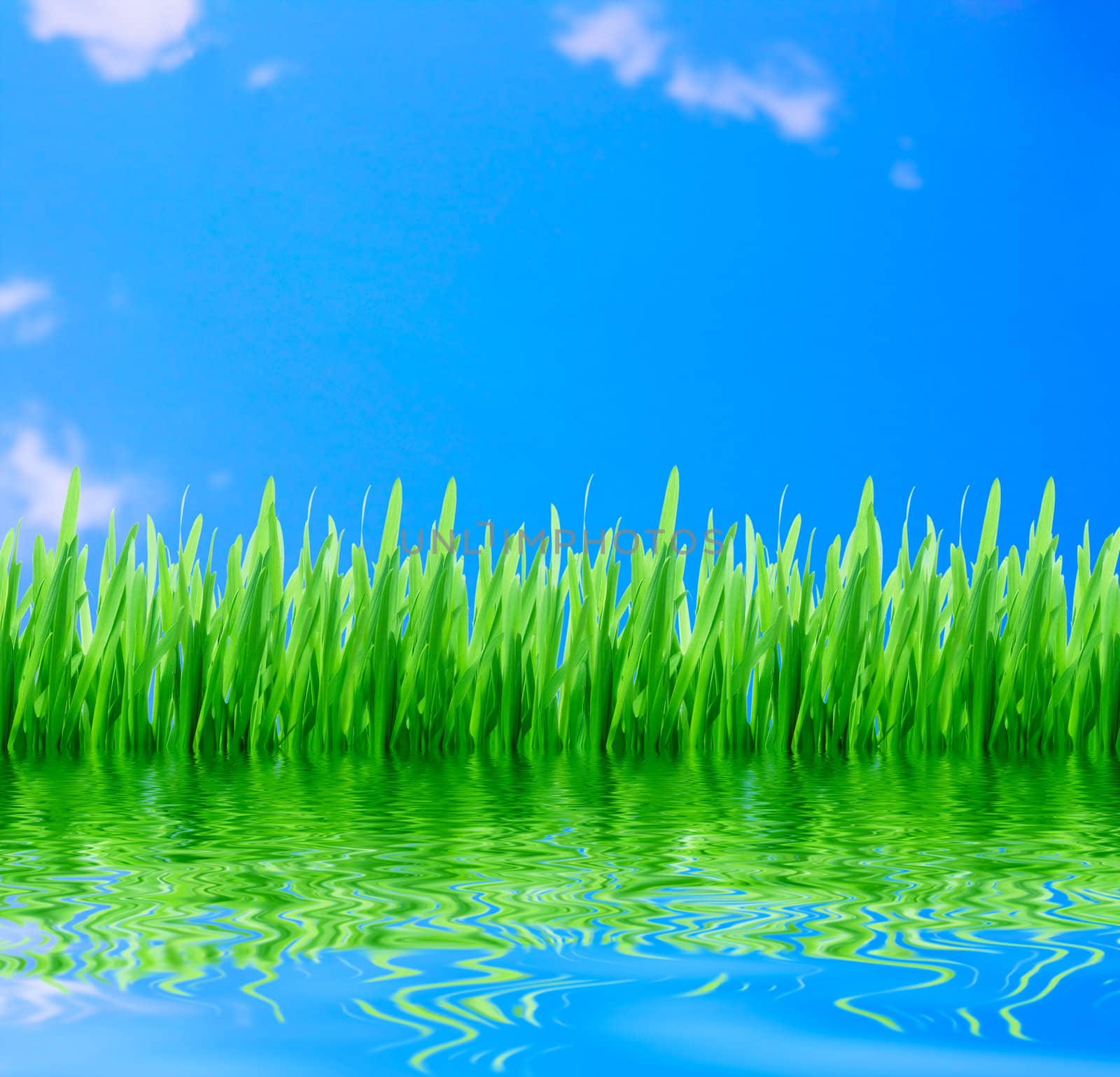 Green grass wth blue sky