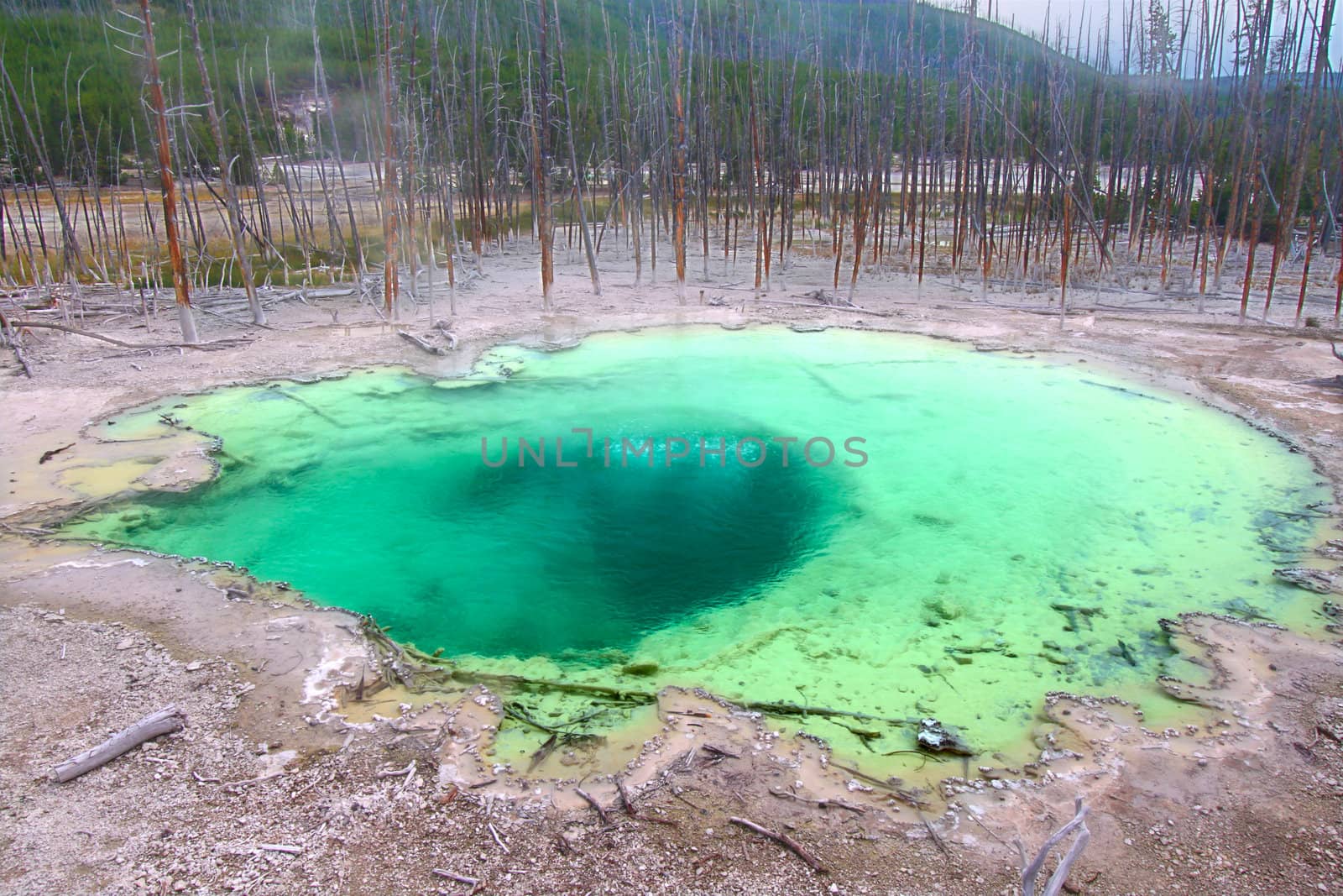 Beautiful hues of Cistern Spring in the Norris Geyser Basin of Yellowstone National Park.