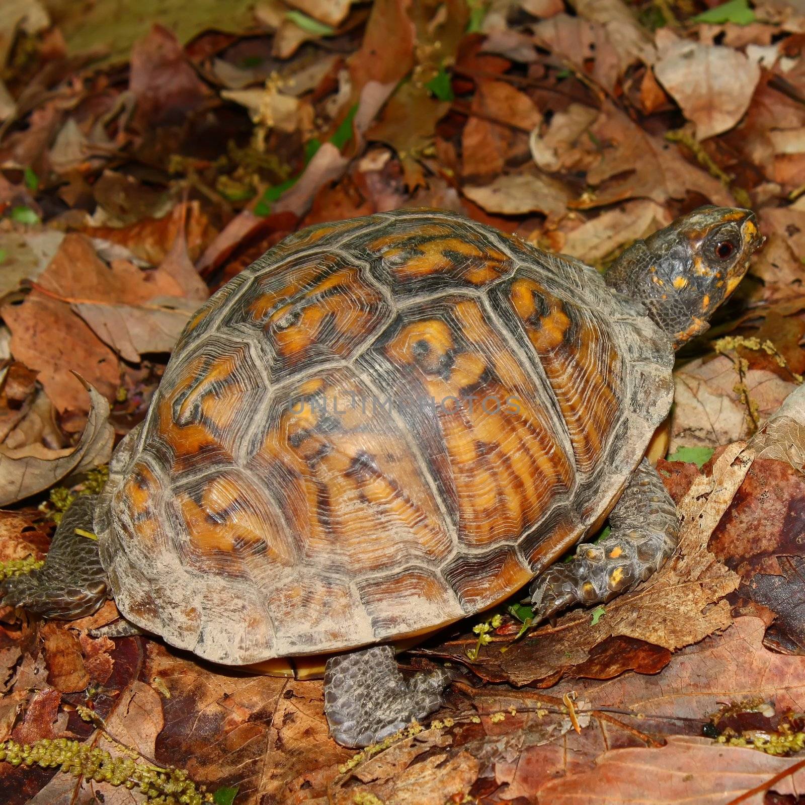 Box Turtle in Alabama by Wirepec