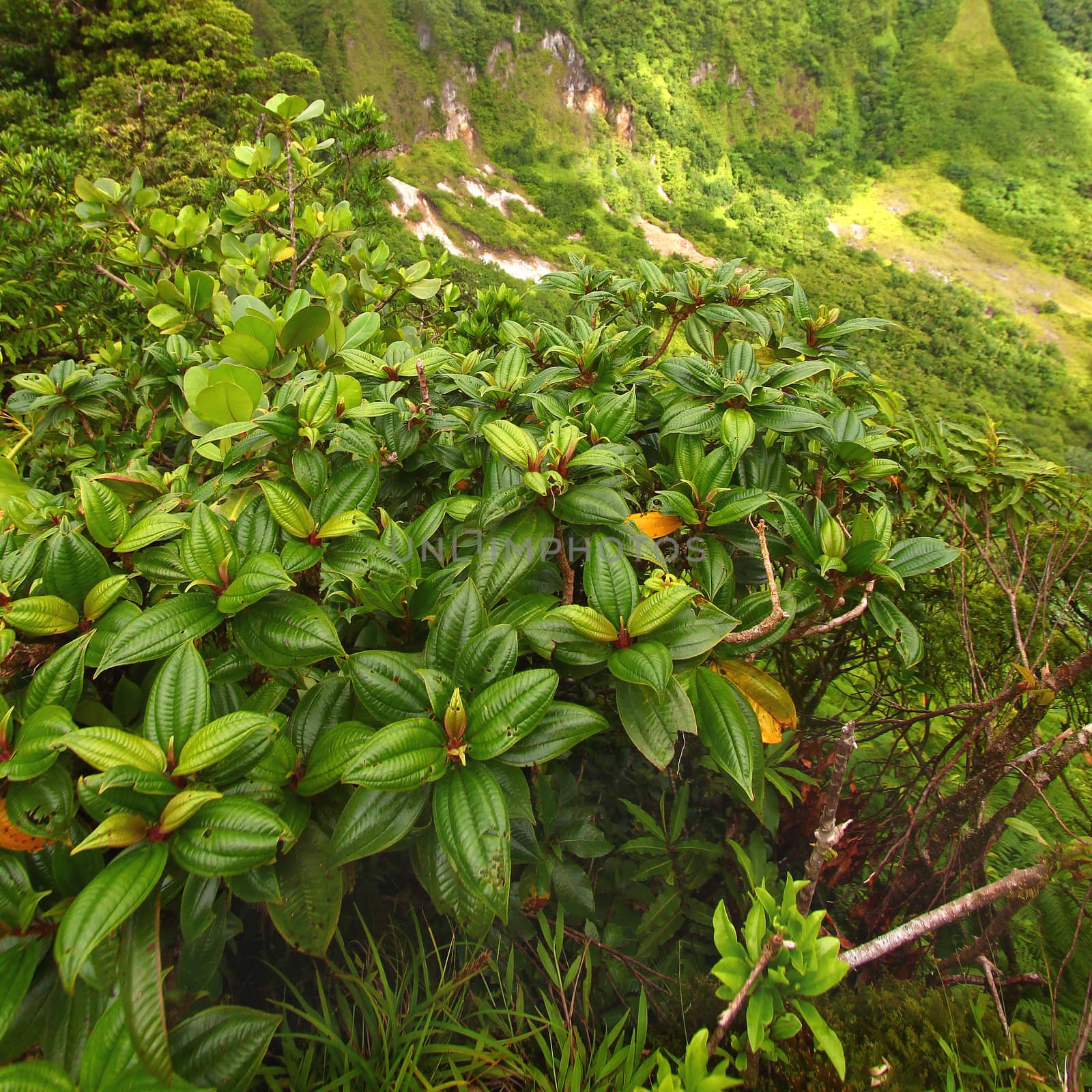 Tropcal vegetation background from the Caribbean island of Saint Kitts.