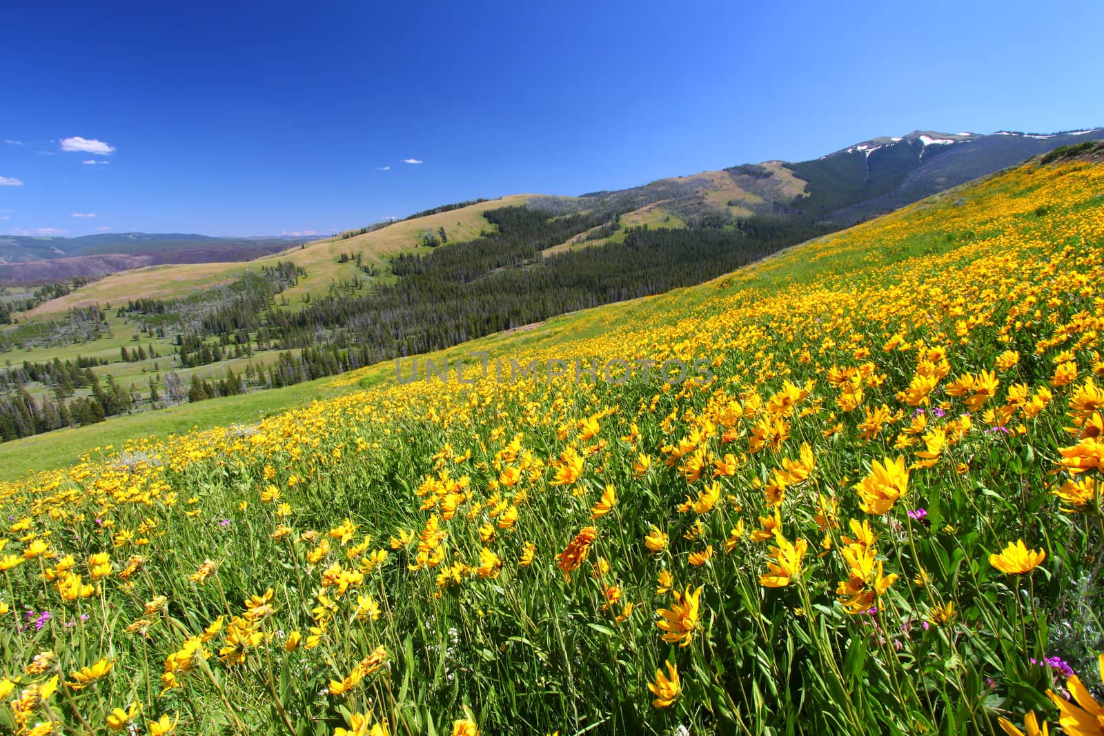 Beautiful yellow wildflowers bloom across a hillside at Yellowstone National Park.